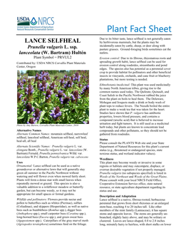 Plant Fact Sheet for Lance Selfheal (Prunella Vulgaris Ssp