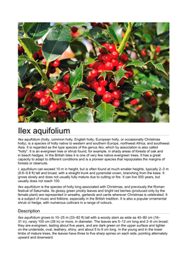 Ilex Aquifolium