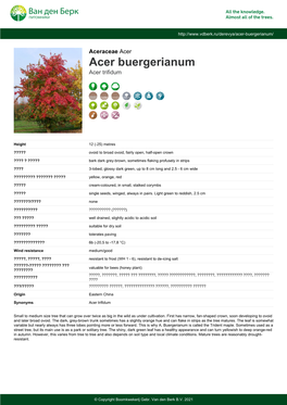Acer Buergerianum Acer Trifidum
