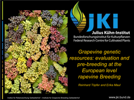 Grapevine Genetic Resources: Evaluation and Pre-Breeding at the European Level Rapevine Breeding