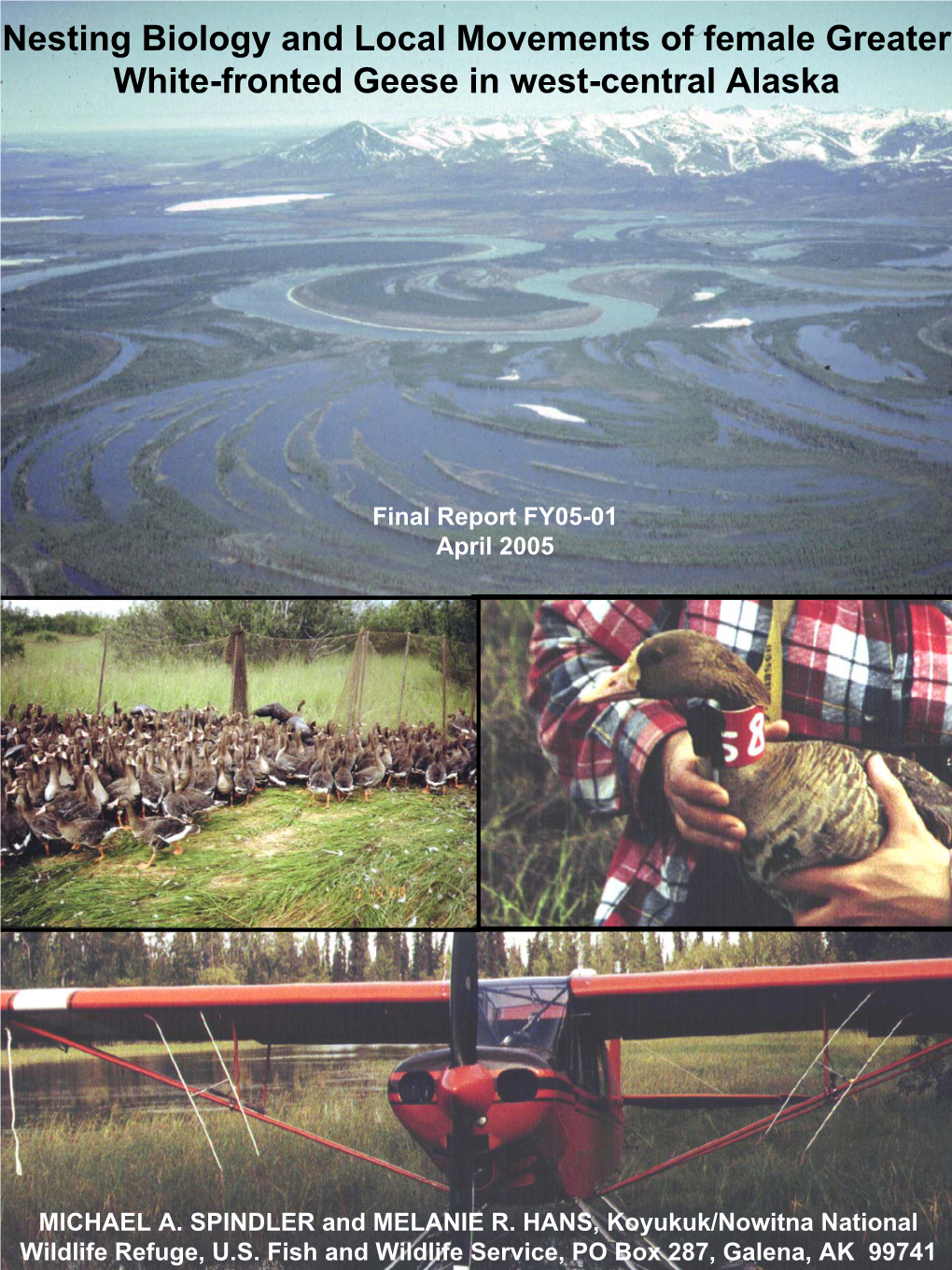 Nesting Biology and Local Movements of Female Greater White-Fronted Geese in West-Central Alaska