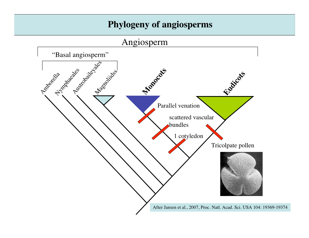 Angiosperm Phylogeny of Angiosperms