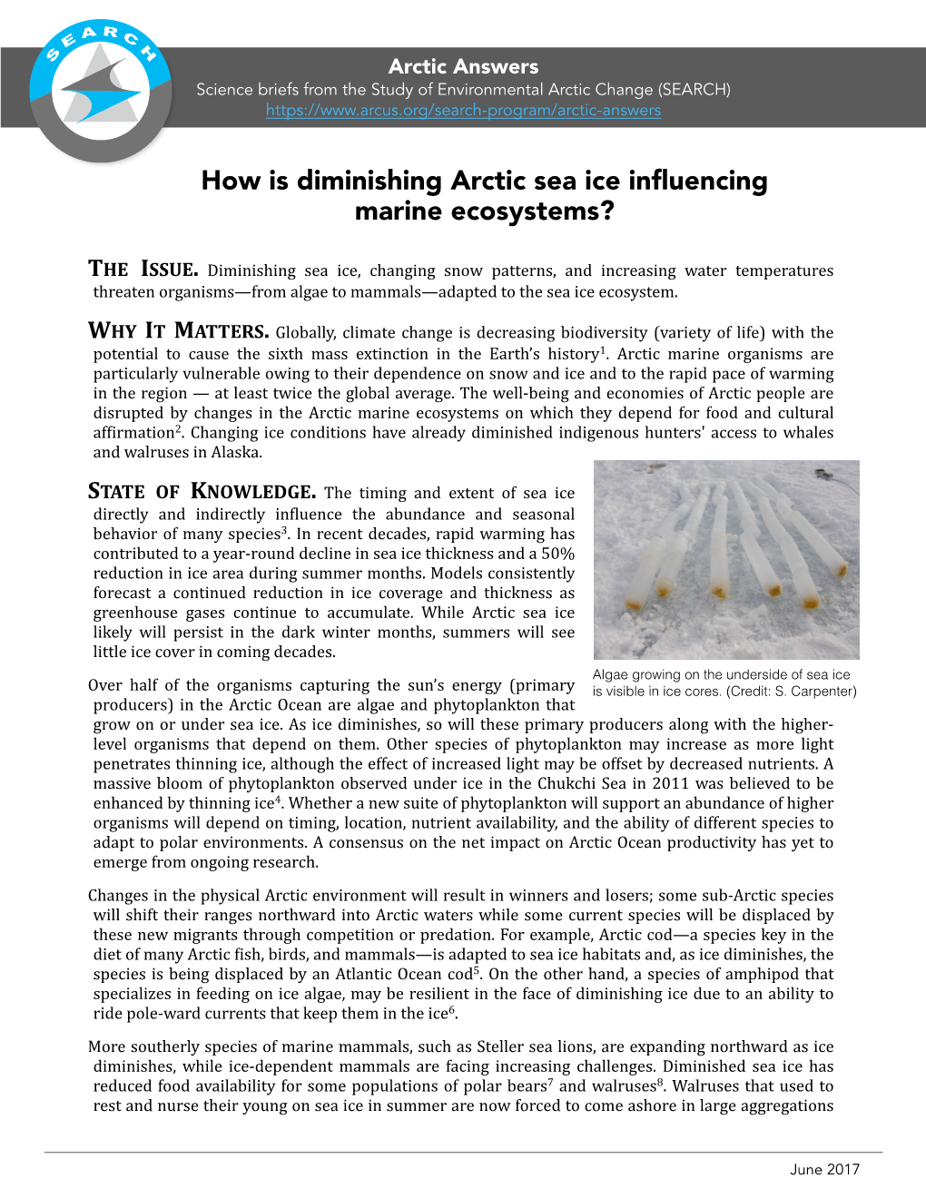 How Is Diminishing Arctic Sea Ice Influencing Marine Ecosystems?