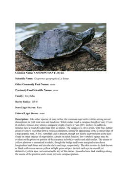 COMMON MAP TURTLE Scientific Name: Graptemys Geographica Le