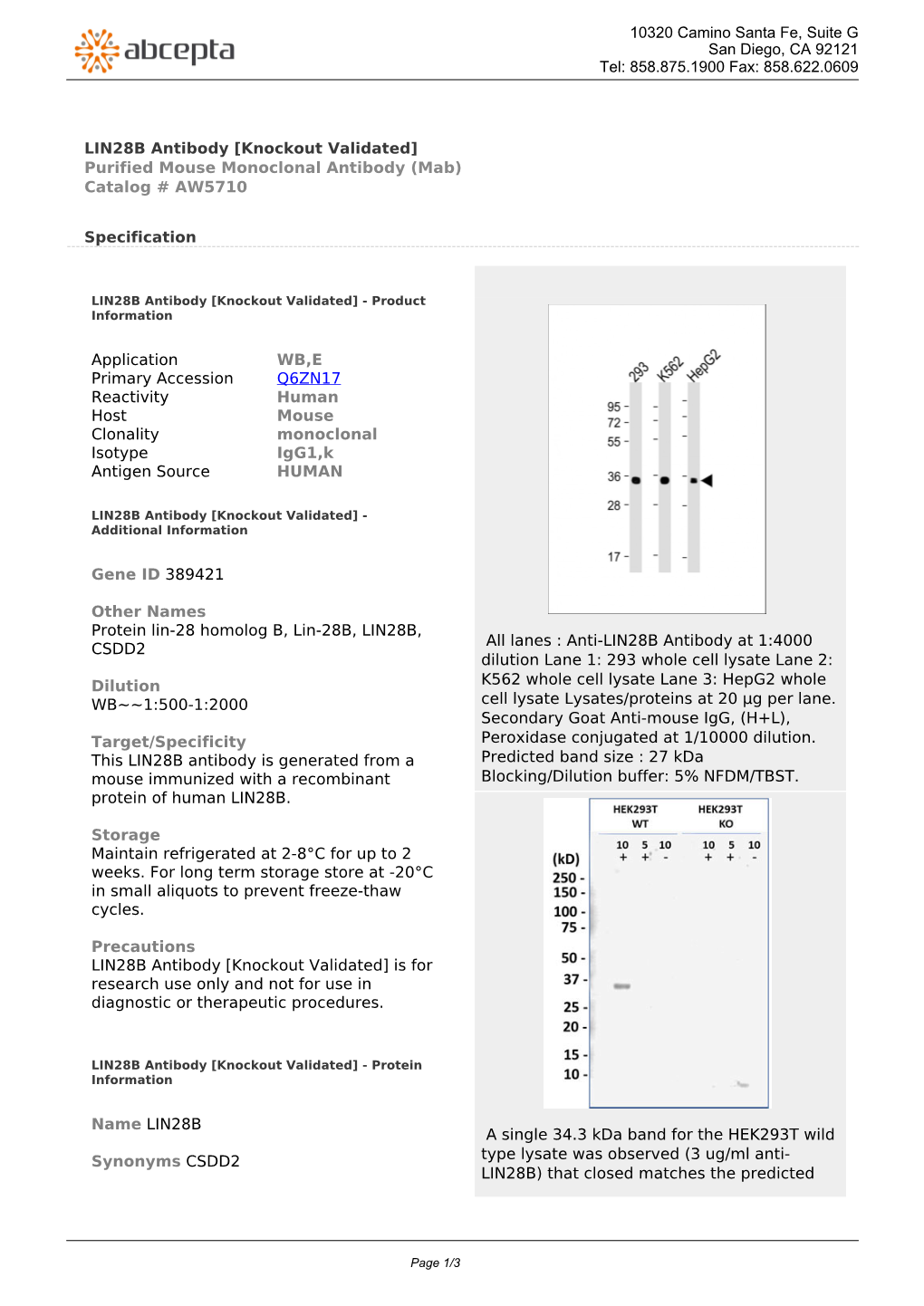 LIN28B Antibody [Knockout Validated] Purified Mouse Monoclonal Antibody (Mab) Catalog # AW5710