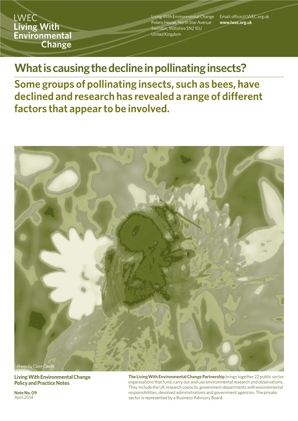 What Is Causing the Decline in Pollinating Insects?