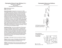 Potamogeton Foliosus Ssp. Fibrillosus Haynes & C.B