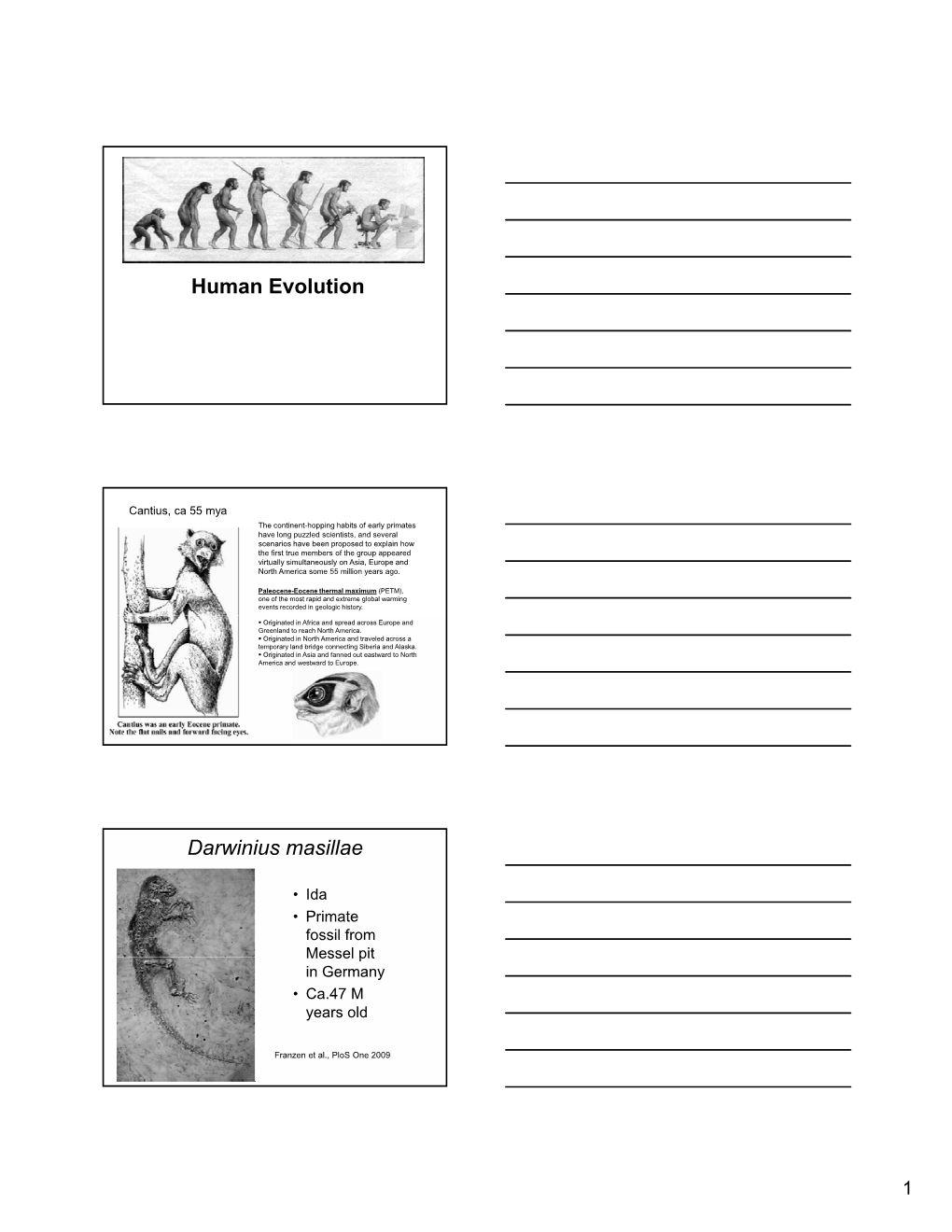 Human Evolution Darwinius Masillae