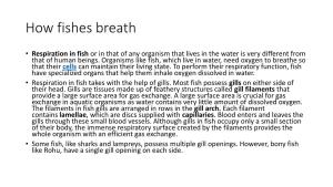 How Fishes Breath
