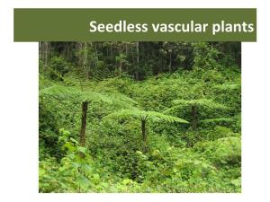 Seedless Vascular Plants Seedless Vascular Plants
