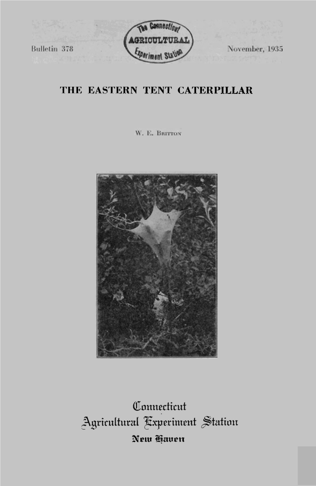 The Eastern Tent Caterpillar