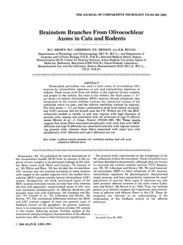 Brainstem Branches from Olivocochlear Axons in Cats and Rodents