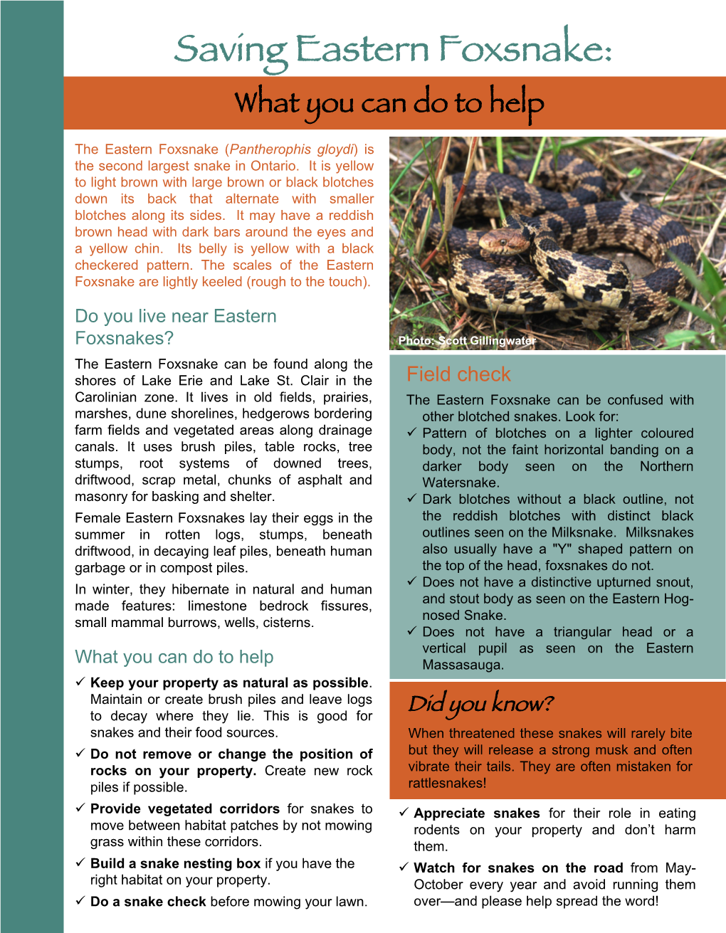 Eastern Foxsnake: What You Can Do to Help