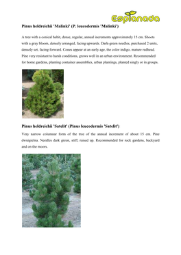 Pinus Heldreichii 'Malinki' (P. Leucodermis 'Malinki') Pinus