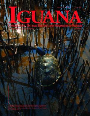 Iguana, June 2008