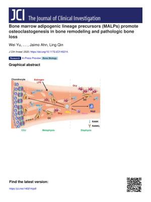 Bone Marrow Adipogenic Lineage Precursors (Malps) Promote Osteoclastogenesis in Bone Remodeling and Pathologic Bone Loss