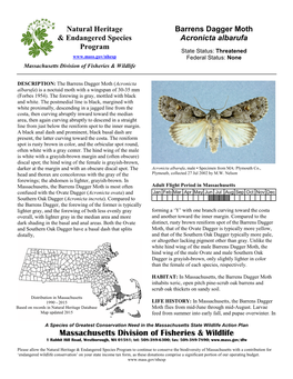 Barrens Dagger Moth, Acronicta Albarufa