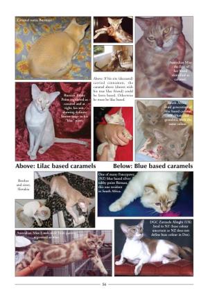 ACF Cat Yearbook 2006
