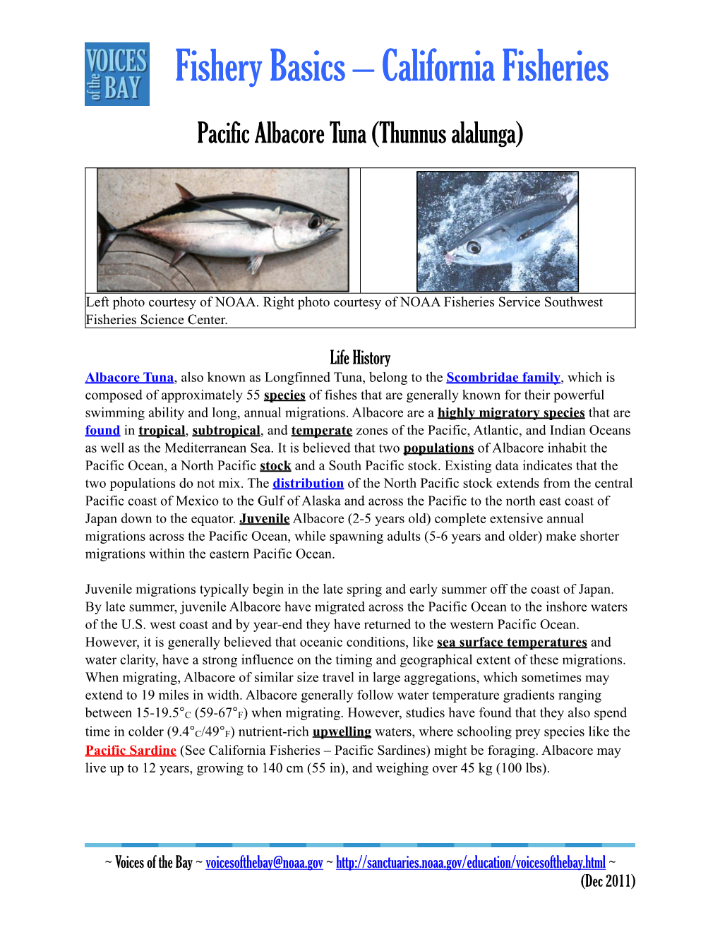 Pacific Albacore Tuna (Thunnus Alalunga)