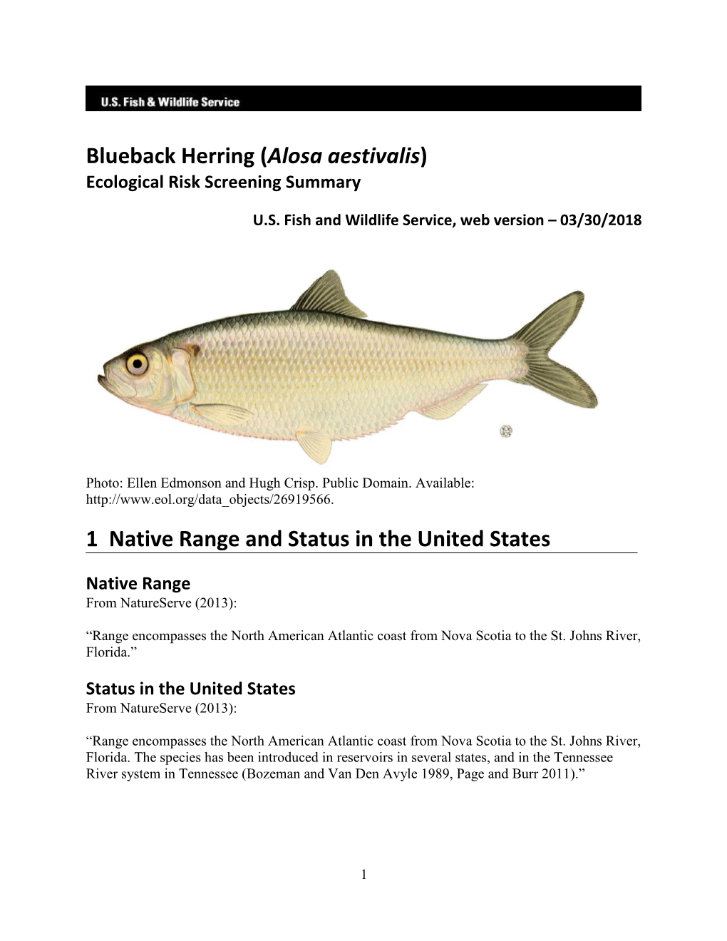 Alosa Aestivalis) Ecological Risk Screening Summary