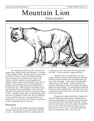 Mountain Lion (Felis Concolor)