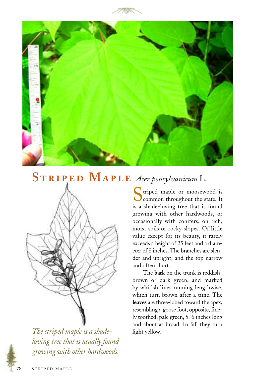 Striped Maple Is a Shade- Light Yellow