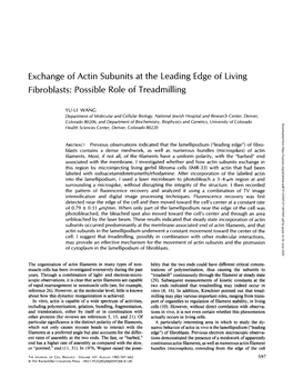 Exchange of Actin Subunits at the Leading Edge of Living Fibroblasts: Possible Role of Treadmilling