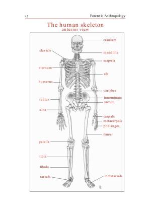 The Human Skeleton Anterior View
