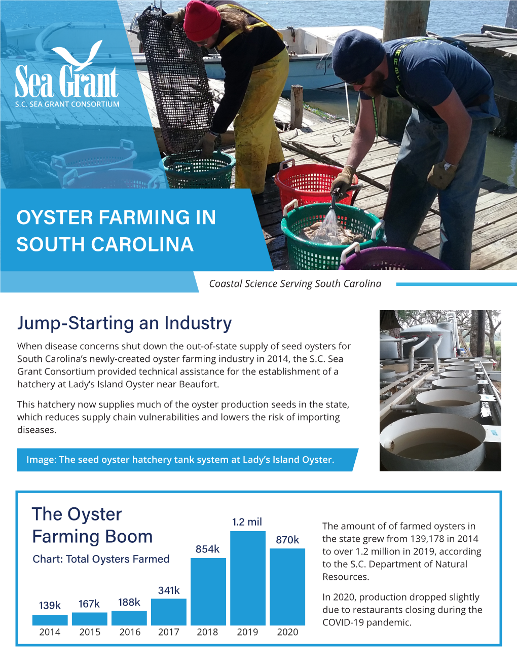 Oyster Farming in South Carolina