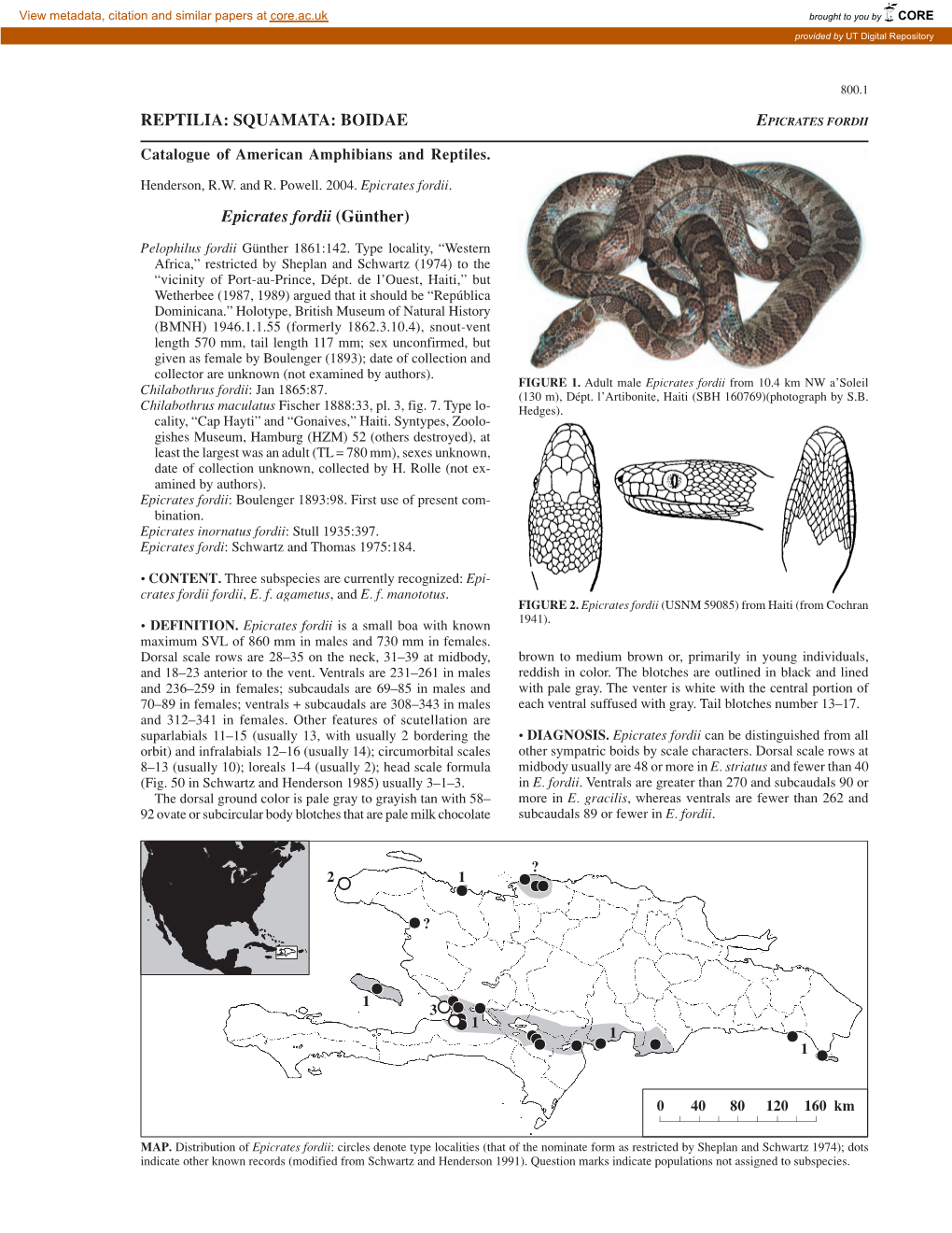 REPTILIA: SQUAMATA: BOIDAE Epicrates Fordii (Günther)