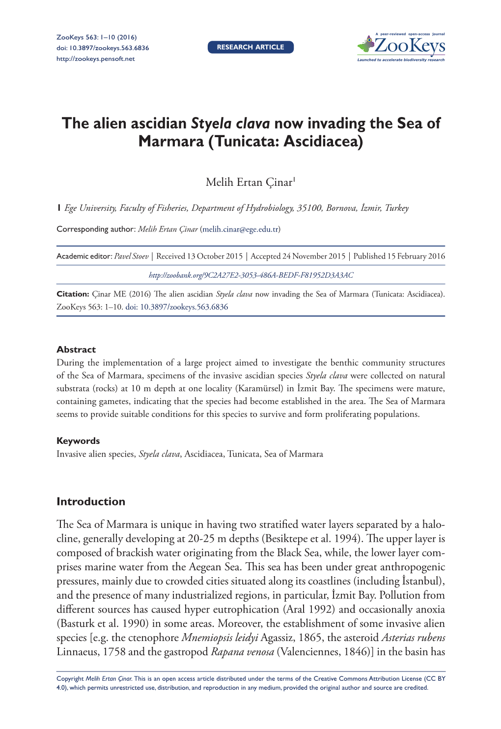 The Alien Ascidian Styela Clava Now Invading the Sea of Marmara (Tunicata: Ascidiacea)