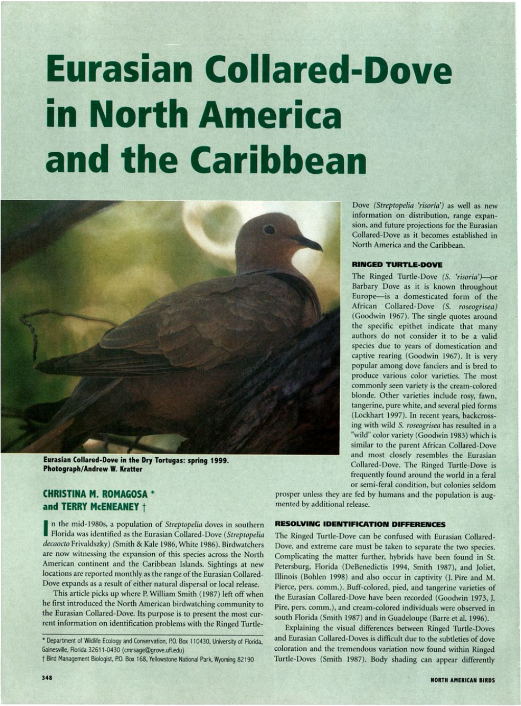 Eurasian Collared-Dove in North America and the Carribean