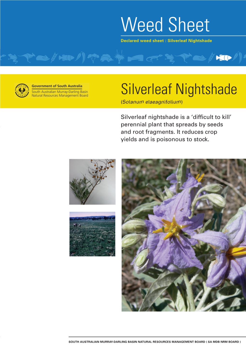 Silverleaf Nightshade