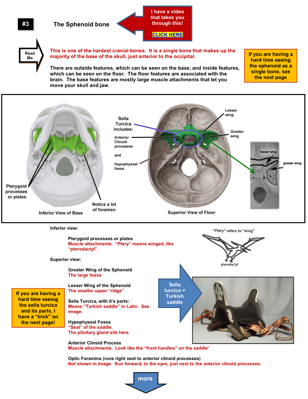 3 the Sphenoid Bone More