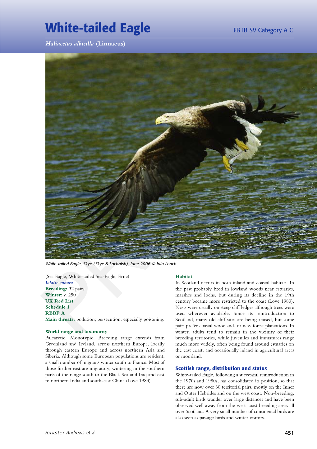 White-Tailed Eagle FB IB SV Category a C Haliaeetus Albicilla (Linnaeus)