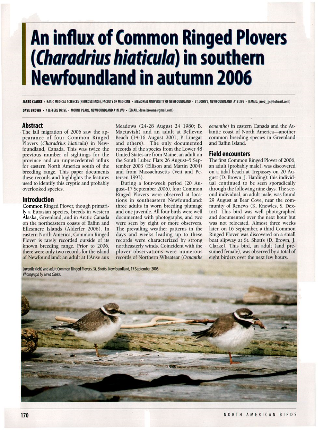 An Influx of Common Ringed Plovers (&lt;I&gt;Charadrius