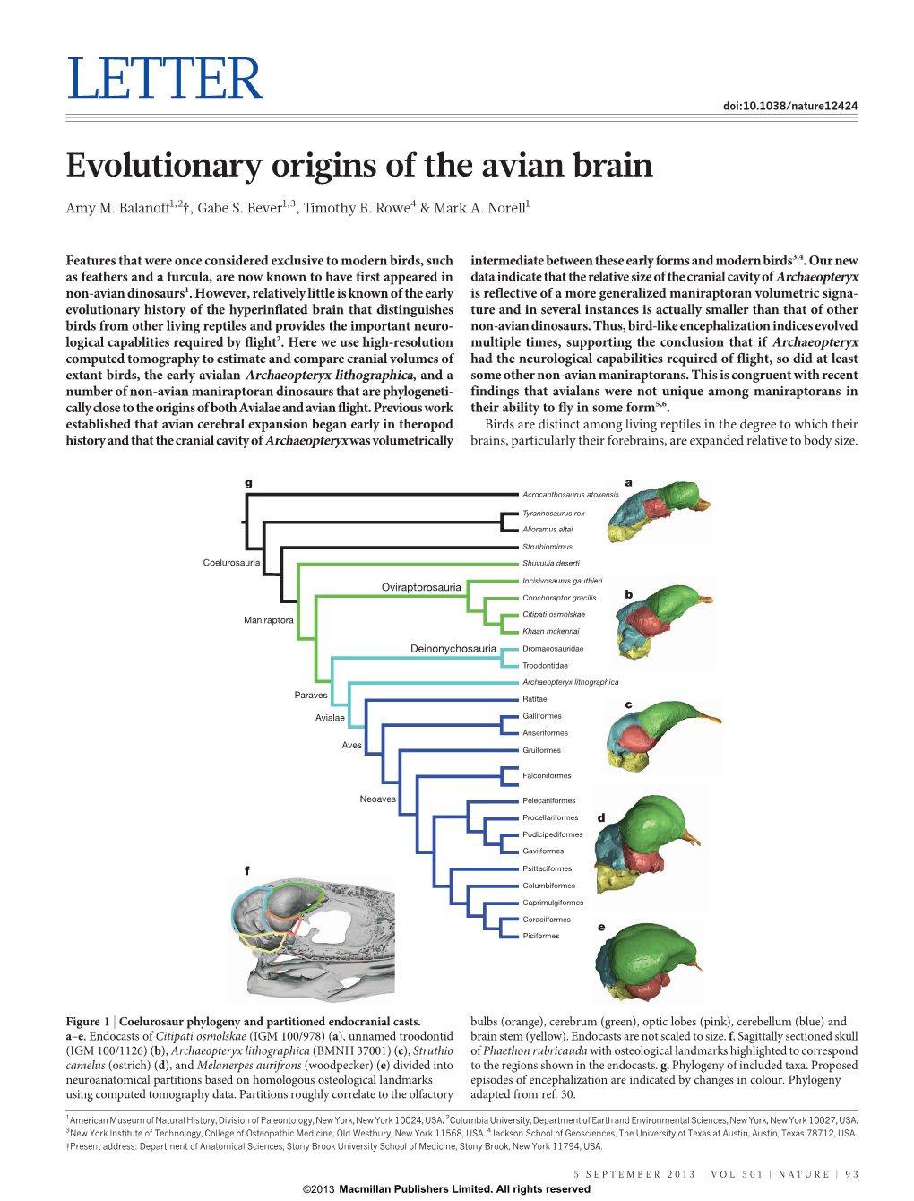 Evolutionary Origins of the Avian Brain