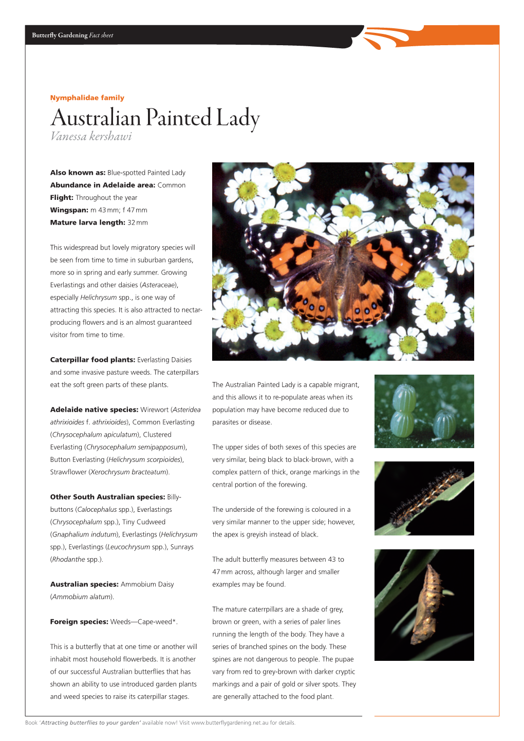 Australian Painted Lady Vanessa Kershawi