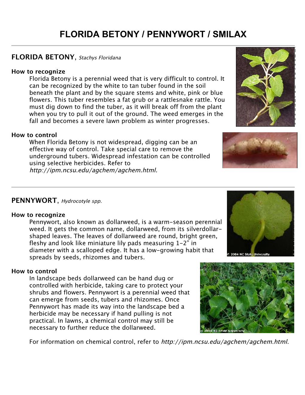 Florida Betony / Pennywort / Smilax*&$&5$, /"#("*#&-(*,5($,/"#(-&#&44&"$,('=