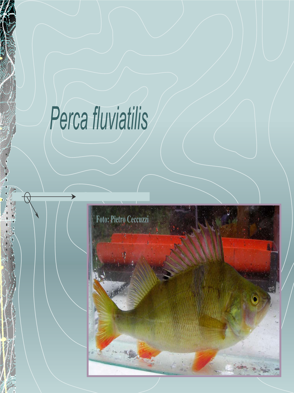 Perca Fluviatilis