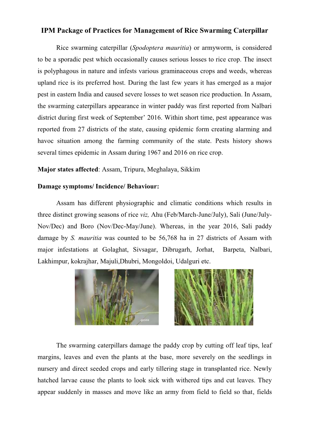 IPM Package of Practices for Management of Rice Swarming Caterpillar