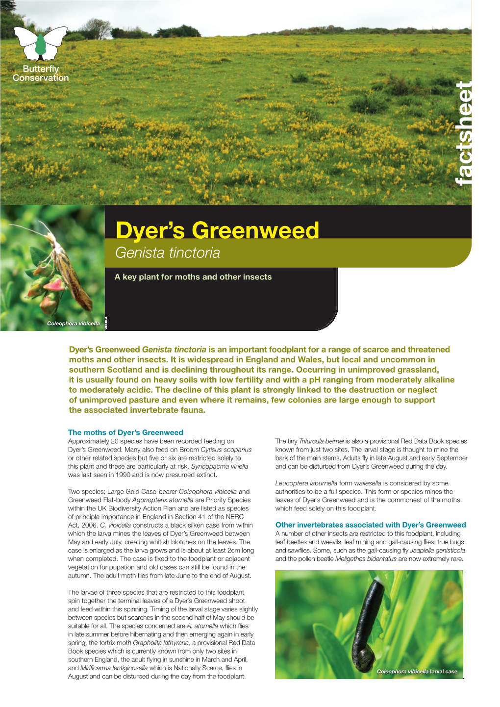 Dyer's Greenweed