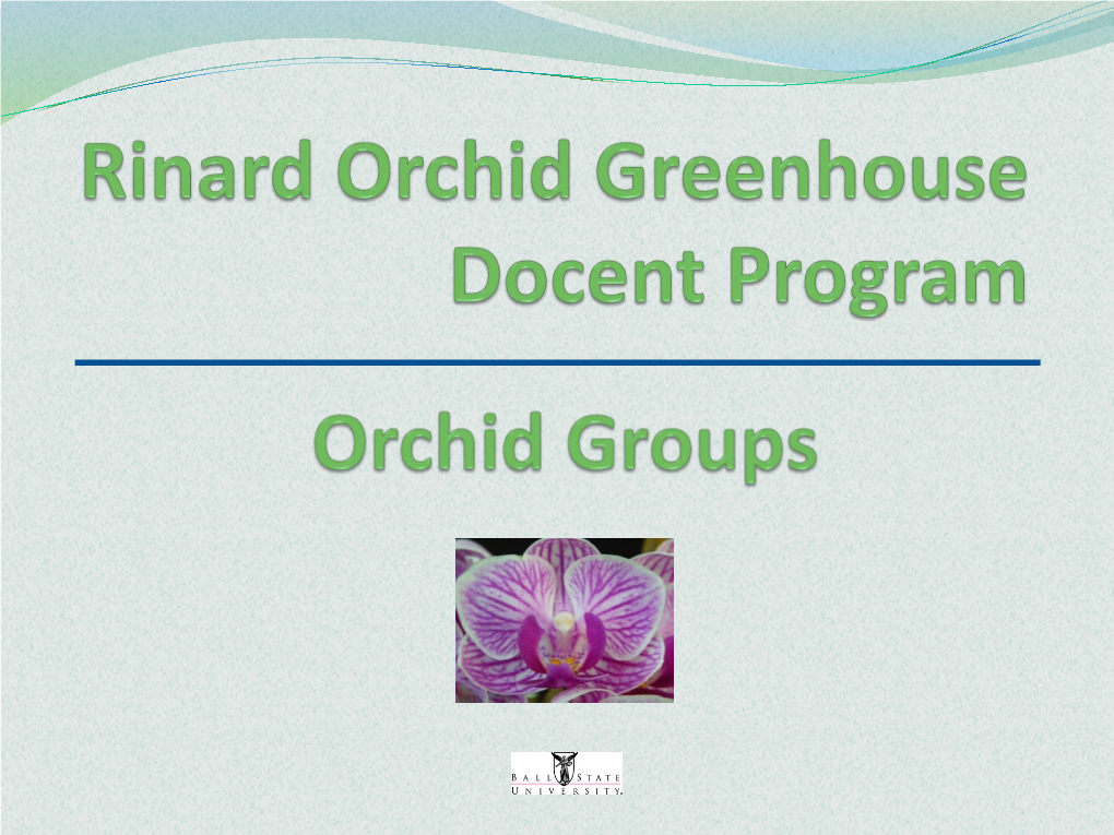 Orchid Groups  Phalaenopsis – Most in Cultivation/Homes  Cattleya, Incl