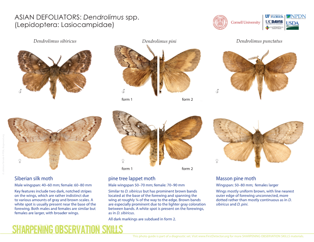 Dendrolimus Spp