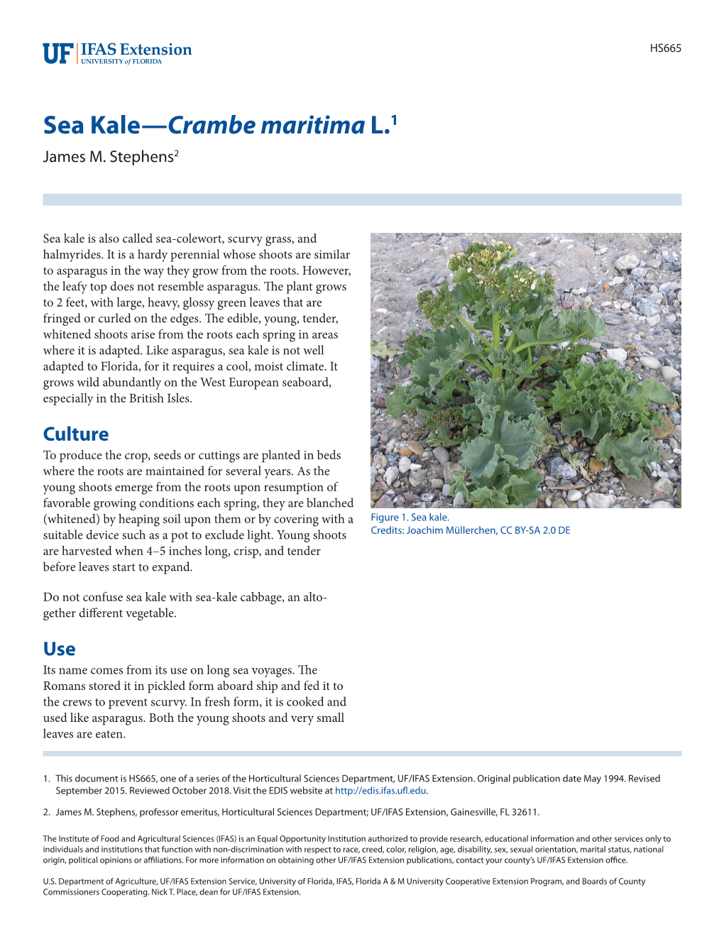 Sea Kale—Crambe Maritima L.1 James M