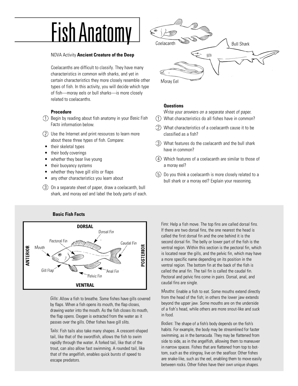 Fish Anatomy Coelacanth Bull Shark