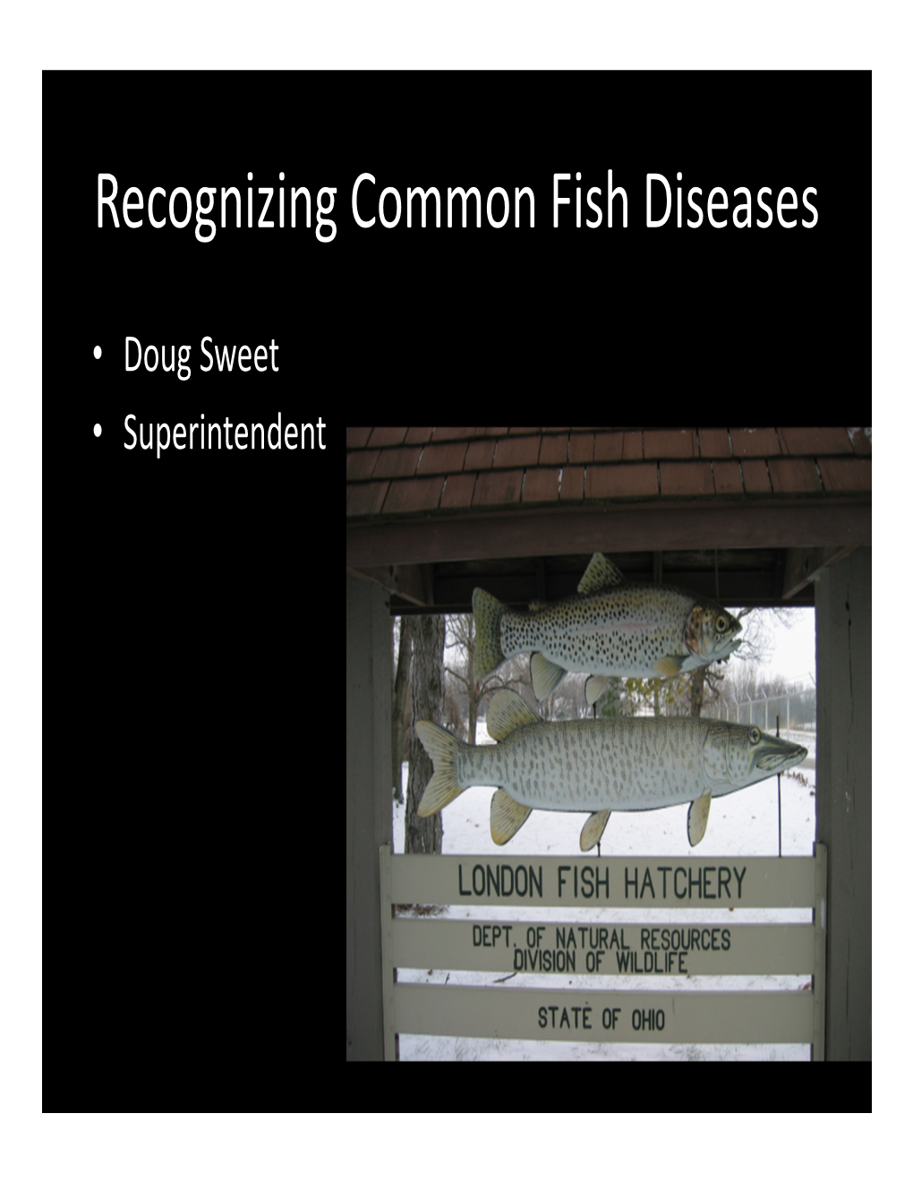 Recognizing Common Fish Diseases