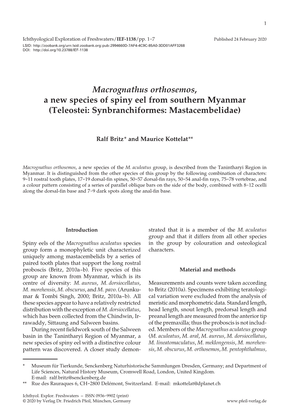 Macrognathus Orthosemos , a New Species of Spiny Eel from Southern