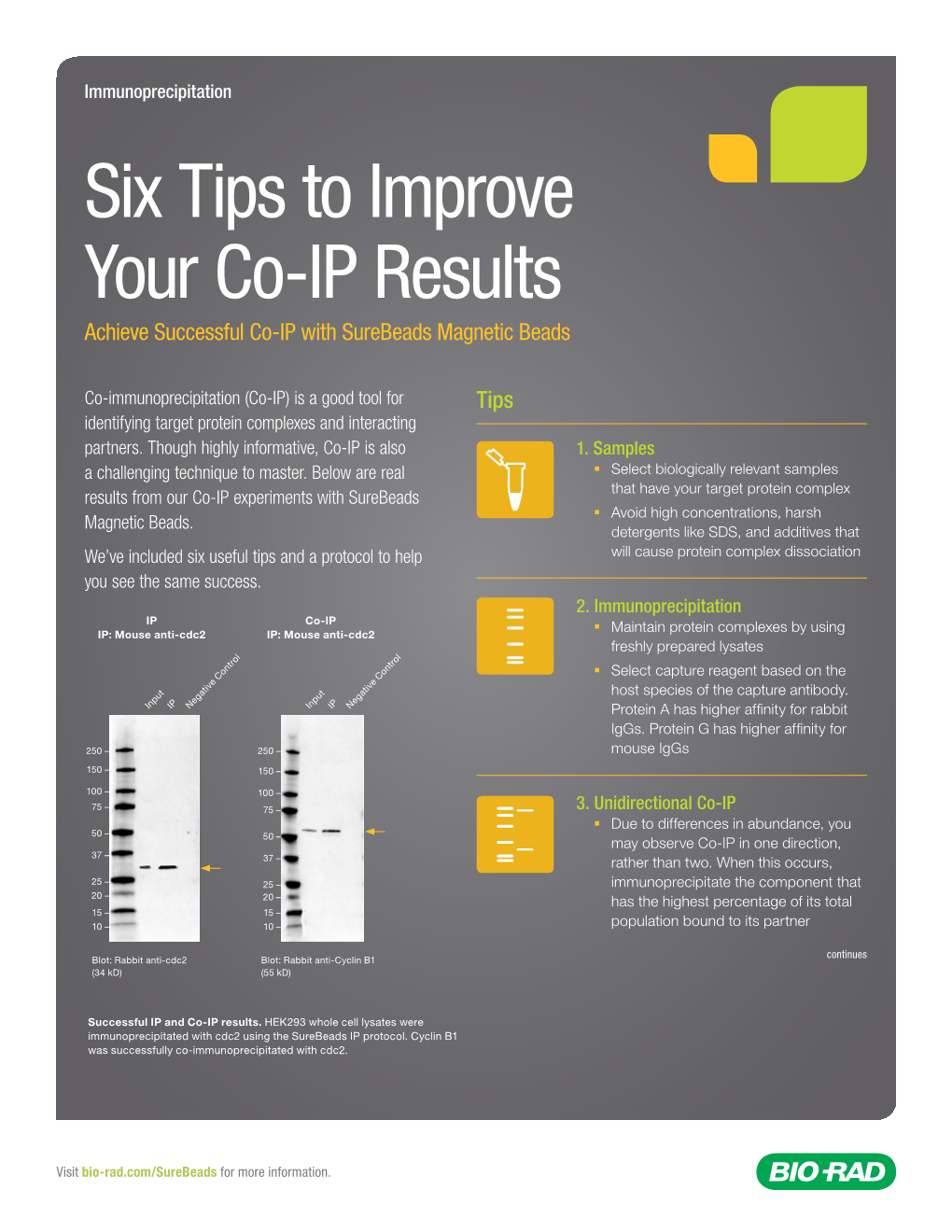 Six Tips to Improve Your Co-IP Results Achieve Successful Co-IP with Surebeads Magnetic Beads