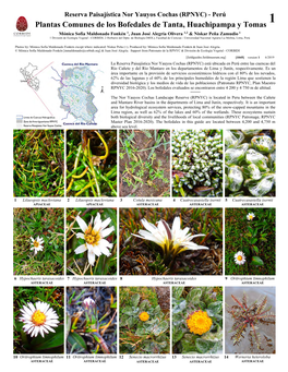Plantas Comunes De Los Bofedales De Tanta, Huachipampa Y Tomas